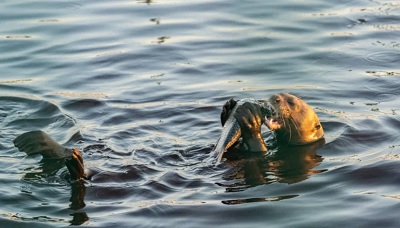 nutria