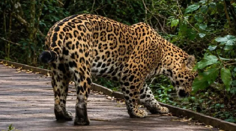 EXPERIENCIA INOLVIDABLE EN EL IBERÁ: TURISTAS SE ENCONTRARON CON UN JÓVEN YAGUARETÉ