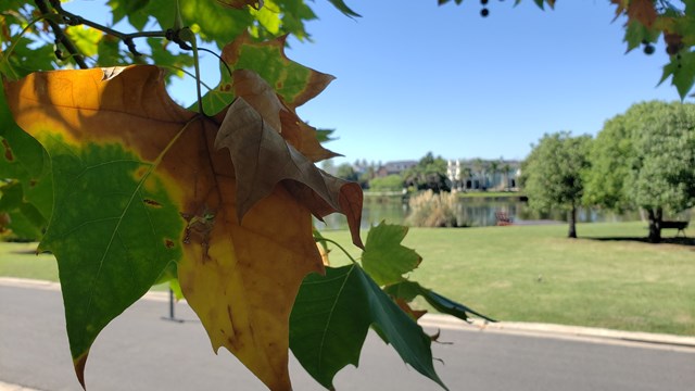 otoño adelantado