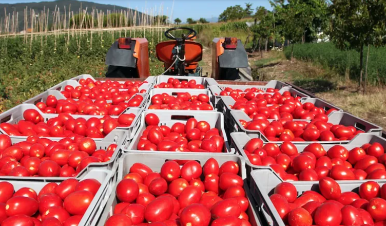 Productores correntinos de tomate prefieren tirar o regalar su cosecha por el derrumbe de los precios