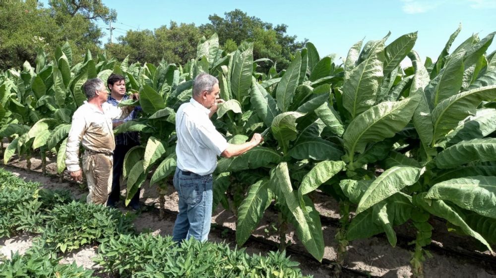 Fondos por más de 500 millones de pesos serían transferidos para el sector tabacalero de Corrientes