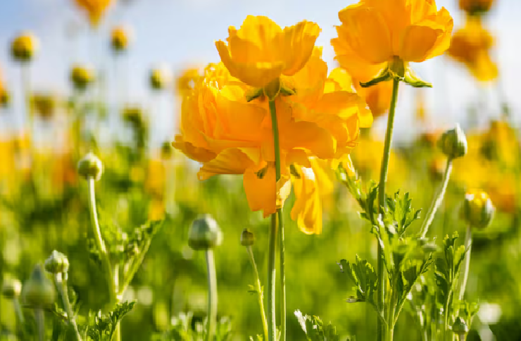 POR QUÉ SE FESTEJA EL DÍA DE LA PRIMAVERA Y SE REGALAN FLORES AMARILLAS CADA 21 DE SEPTIEMBRE
