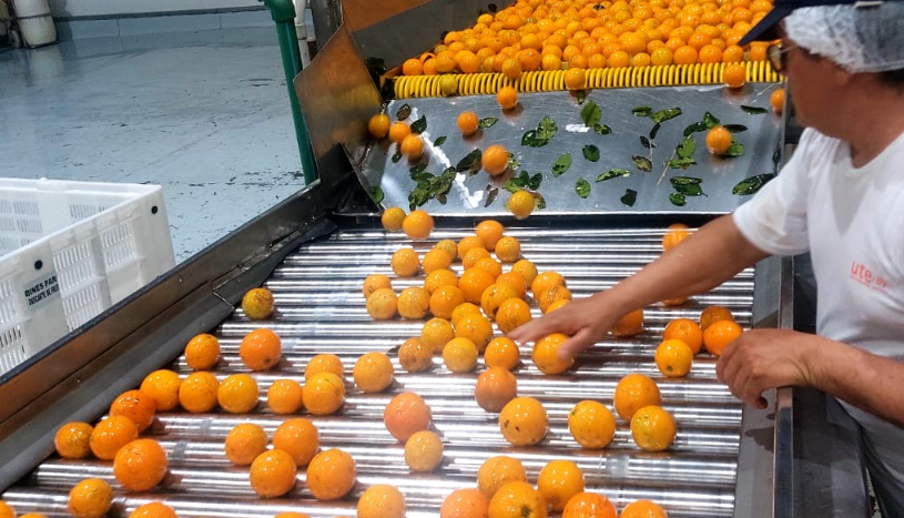 MONTE CASEROS: EL GOBIERNO PROVINCIAL IMPULSA GESTIONES PARA ABRIR EL MERCADO DE ESTADOS UNIDOS A LOS CÍTRICOS DEL NEA