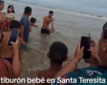 Santa Teresita: una mujer salvó a un tiburón bebé cuando una multitud lo sacó del agua para tomarse fotos