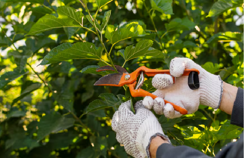 Mantener el jardín en condiciones: cuáles son los árboles que se deben podar en primavera