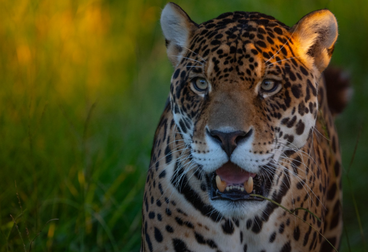 CORRIENTES, LA PROVINCIA CON MÁS YAGUARETÉS LIBRES, SE AFIANZA EN PRODUCCIÓN DE NATURALEZA Y TURISMO