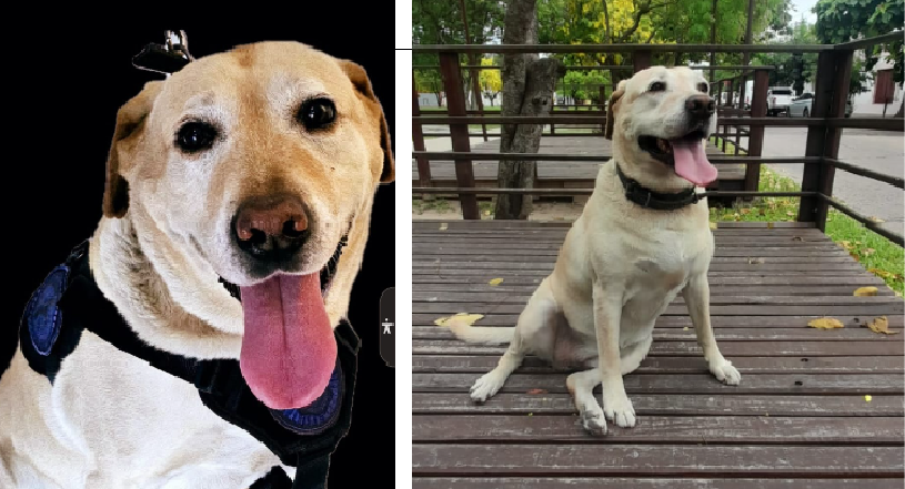 "ALMENDRA", PRIMERA CAN DETECTORA DE DROGAS EN LA CIUDAD DE GOYA, PROVINCIA DE CORRIENTES 