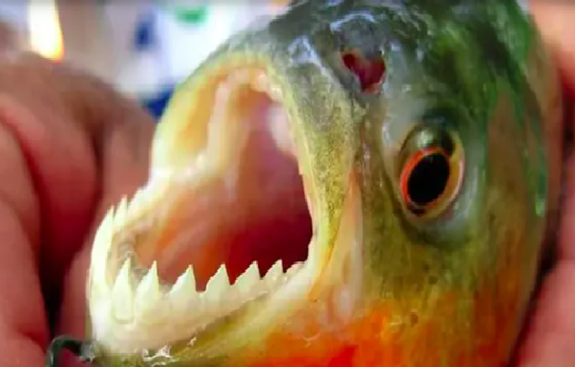 Alerta por varios ataques de palometas en el río Paraná: un hombre perdió un dedo