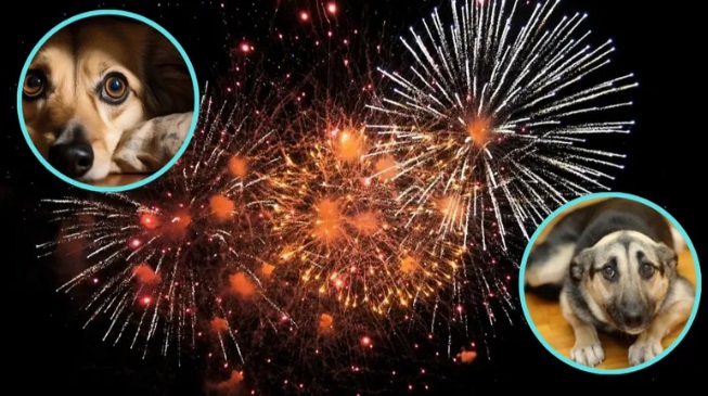 Cuáles son los consejos desconocidos para cuidar a tu mascota en navidad y año nuevo